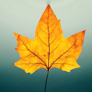 Autumn leaves and layered looks