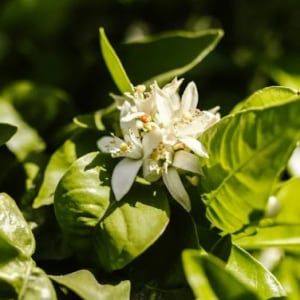 Trailing jasmine
