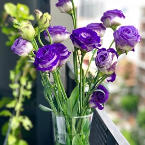 Blooming peonies