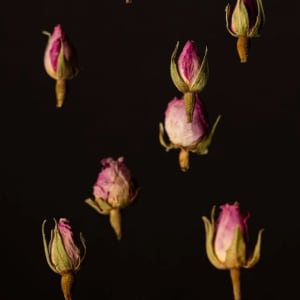 Warm rose buds