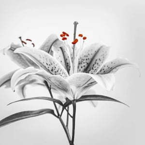 Spring lillies